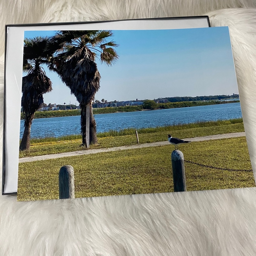 11x14 picture of a Sea Gull at the Coast